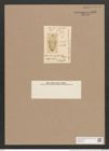 Navicula amphoroides O'Meara (de-Toni-Nr.: Genus 1, Species 361) Zeichnungen Sammlung Grunow Nr. 805 (NHMW-BOT-W0367229)